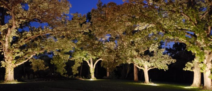 The lit oak trees at The Old Oak Winery.